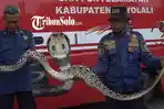 petugas-damkar-boyolali-tangkap-ular-piton-dari-rumah-warga.jpg