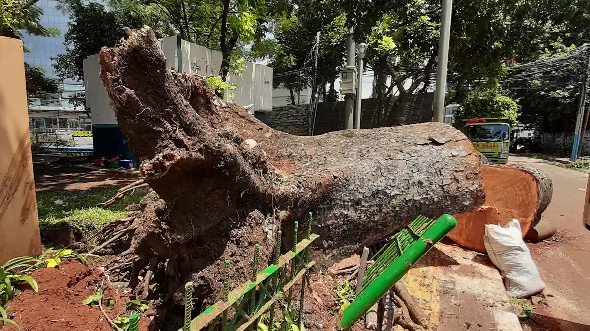 Update: Pohon Besar Roboh di Jalan Sumenep Menimpa Rumah dan Tembok Pembatas