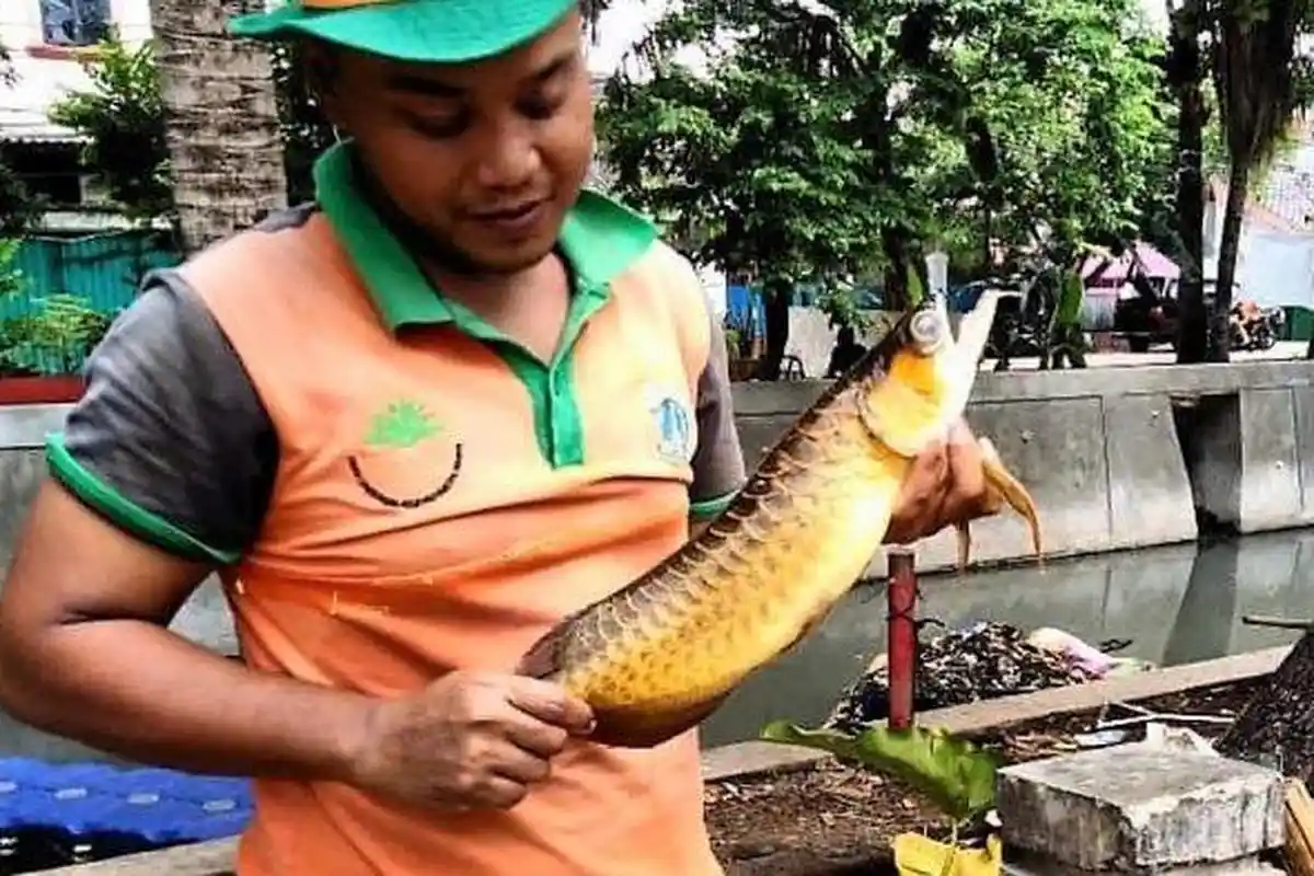 Update Ikan Arwana Emas yang Petugas Badan Air Jakarta Temukan di Kali Item, Ditawar Sampai 20 Juta