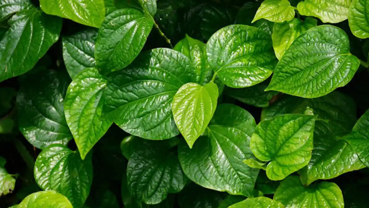 10+ Soal & Kunci Jawaban Latihan IPA Kelas 4 SD Semester 1 Kurikulum Merdeka, Apa Fungsi Klorofil?