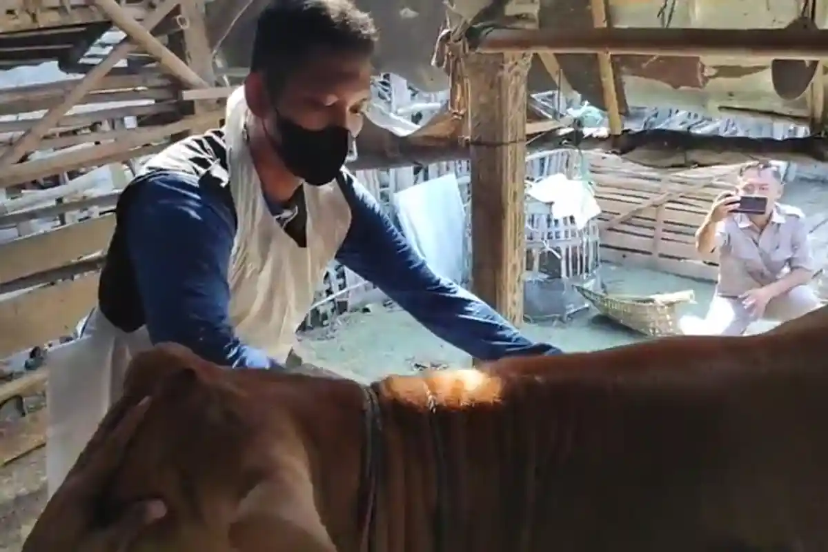 Tangisan Peternak di Penjor Tulungagung, Banyak Sapi Perah Mati karena PMK