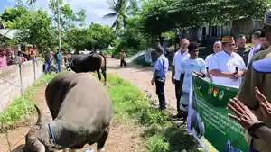 Dua-ekor-sapi-pemberian-presiden-RI-Prabowo-Subianto.jpg