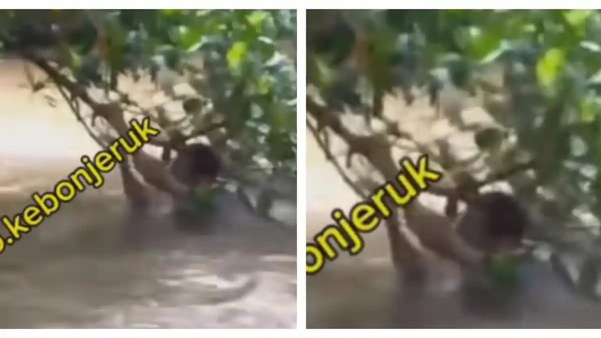Hindari Wajah Babak Belur, Jambret di Kebon Jeruk Terjun ke Kali Berarus Deras: Begini Endingnya