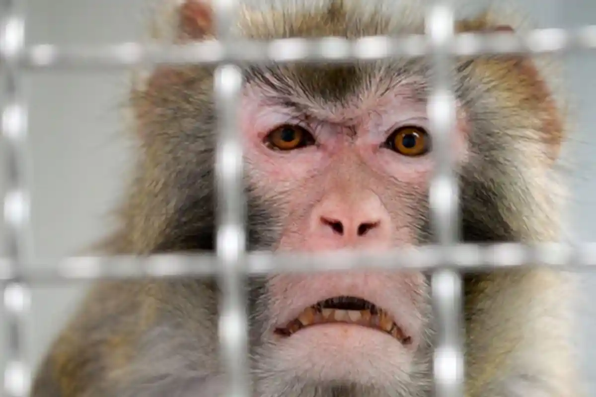 18 Monyet Jadi 'Tumbal' untuk Temukan Obat Virus Corona, Disuntik dengan Covid-19 Lalu Diberi Vaksin