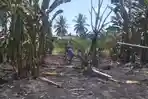 Kebun-pisang-warga-Desa-Tabolang-Kecamatan.jpg