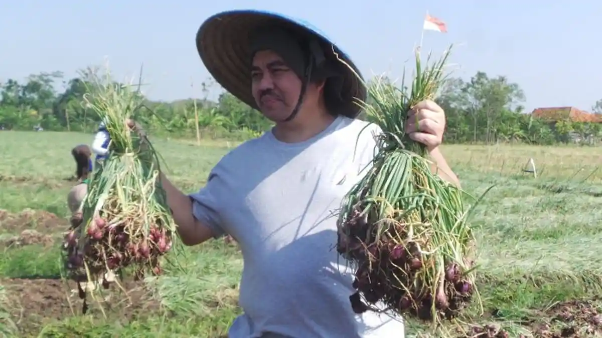 Sudirman Said Pulang Kampung ke Brebes Panen Bawang Merah