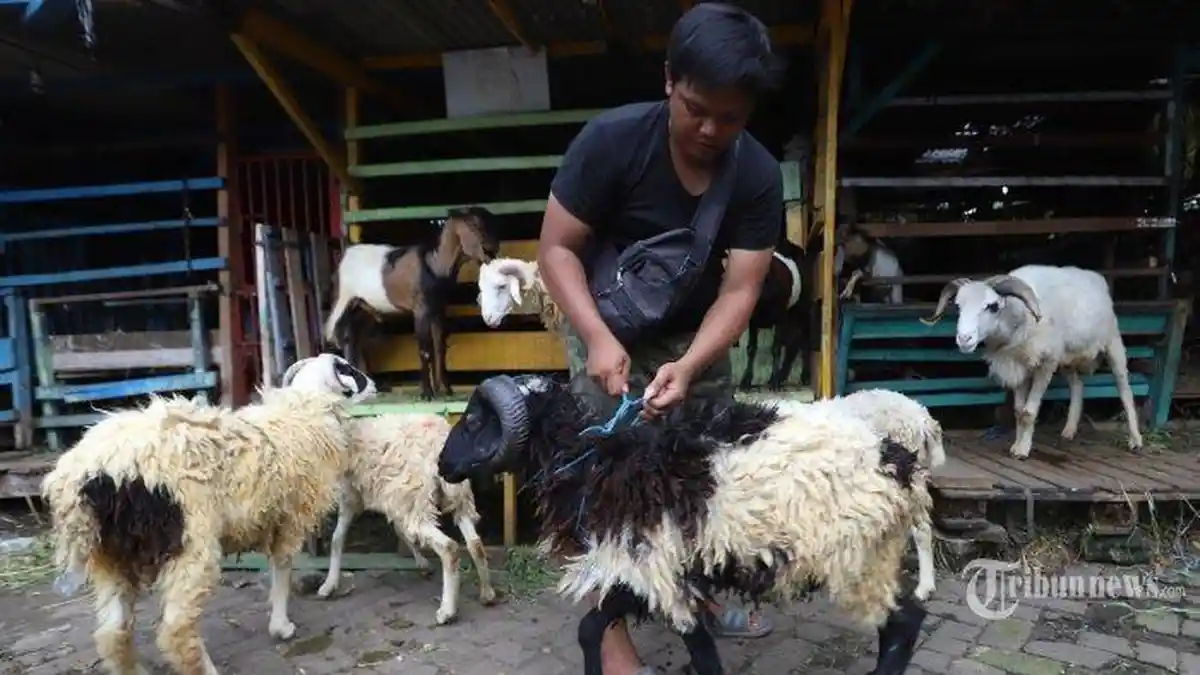 Bolehkah Kurban 1 Kambing untuk 2 Orang? Ini Penjelasannya