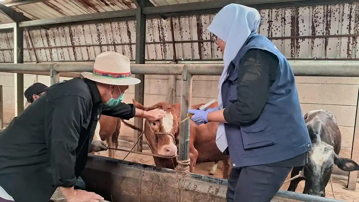 Cegah PMK Meluas, DKPP Kota Bandung Lakukan Langkah Cepat Suntik Vaksin 500 Ekor Sapi