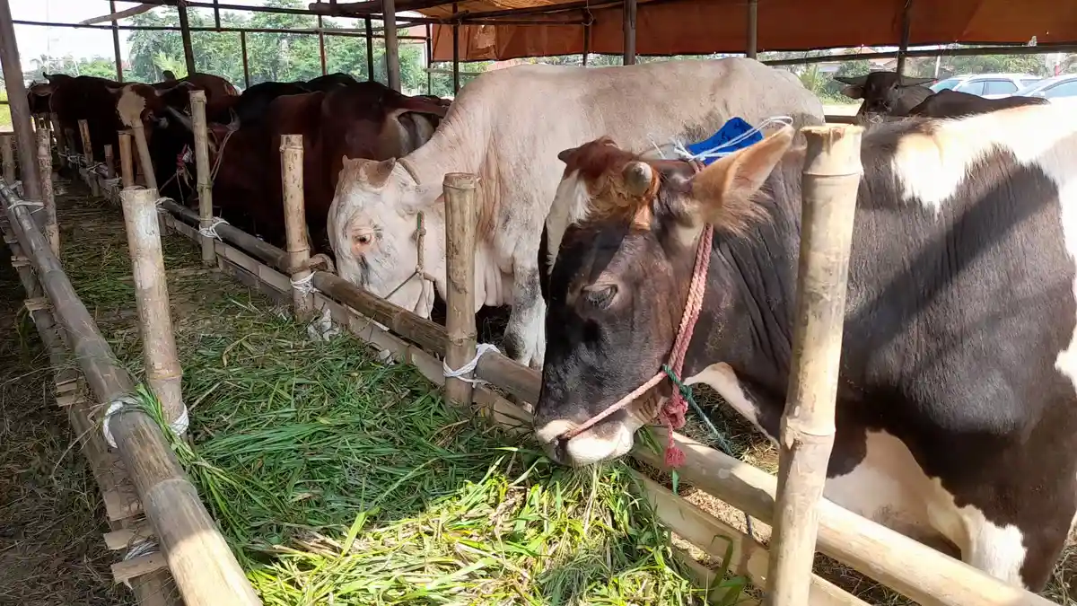 Daftar Harga Hewan Kurban Kambing dan Sapi Tahun 2025, Ada Potongan Harga Jelang Idul Adha 1446 H