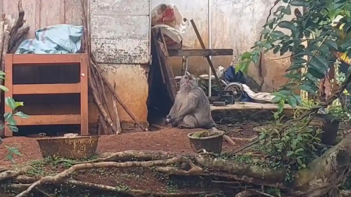 Monyet Lepas dari Tempat Wisata di Ciamis Kabur ke Permukiman, Sempat Kejar Warga dan Bikin Resah