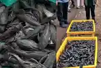 Daftar Bahaya Mengonsumsi Daging Ikan Sapu-sapu, Bisa Rusak Ginjal, Paru-paru hingga Saraf Otak