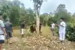 Panitia-siap-siap-sembeli-satu-ekor-sapi-di-Desa-Pulliwa-Kecamatan-Bulo-Polman-Sulbar.jpg