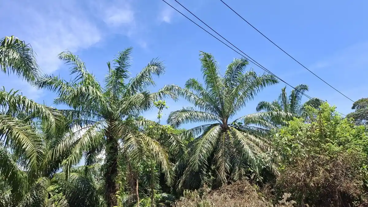 Harga TBS Sawit di Bengkulu Utara 27 Maret 2025, Tertinggi Rp 2.960 per Kilogram