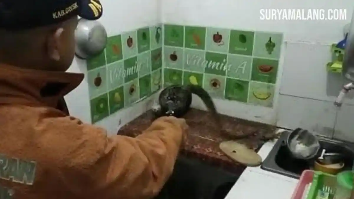 Ular Phyton 2 Meter Masuk Dapur di Perumahan Puri Gending Asri, Gresik