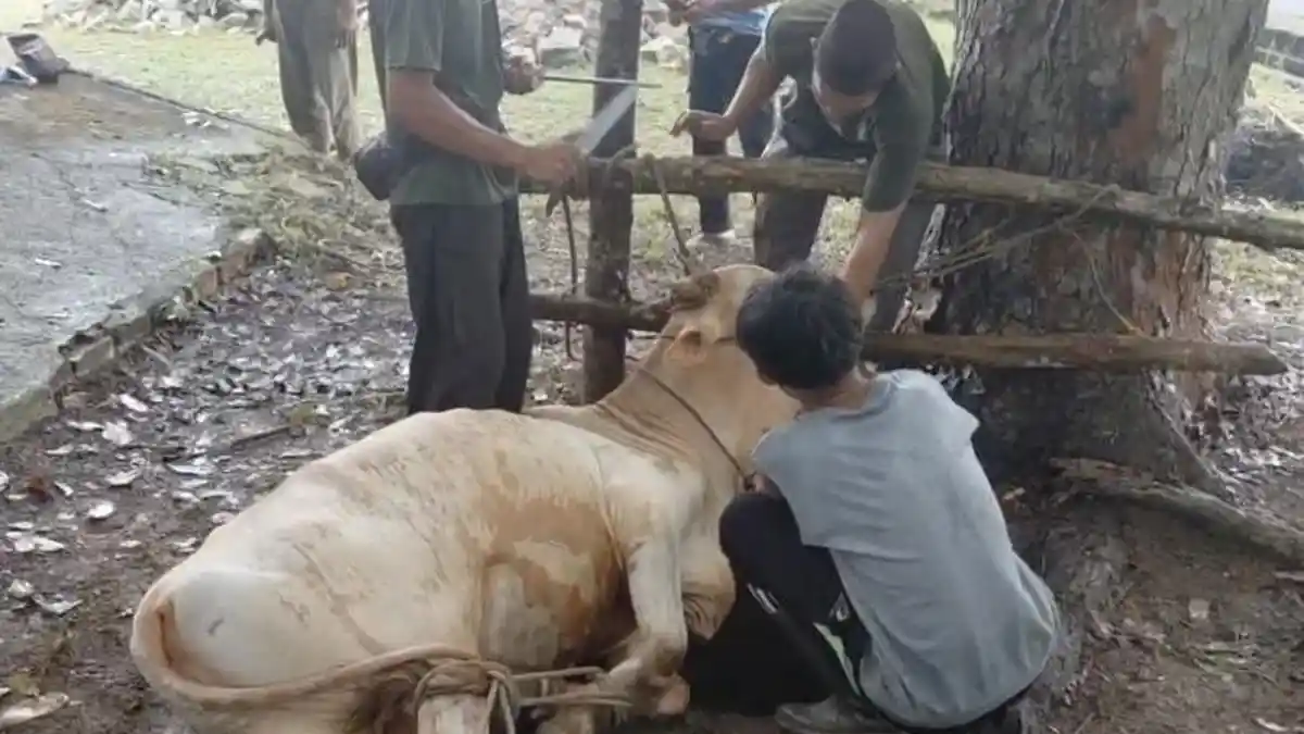 Masjid Agung Sungailiat Sembelih 8 Sapi dan 5 Kambing, Panitia Pastikan Seluruh Hewan Kurban Sehat