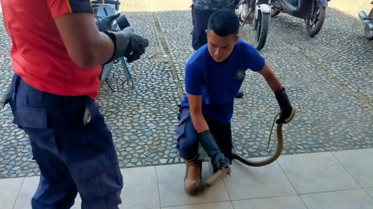 Petugas Damkar Lingga Evakuasi Seekor Ular Kobra yang Masuk Minimarket di Daik