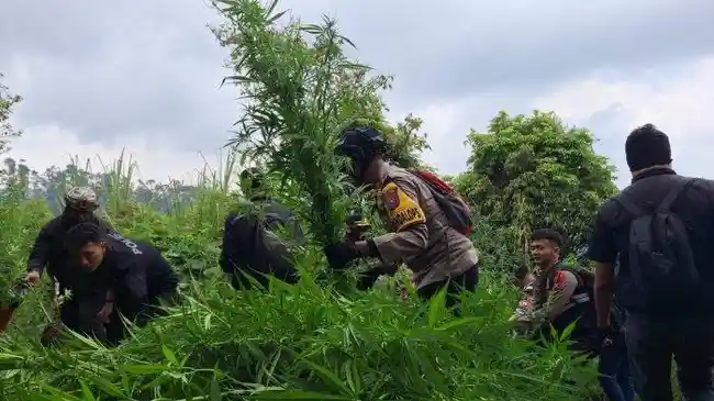 10.000 Batang Tanaman Ganja Tersebar di 16 Titik Semeru, Total Ada 59 Titik