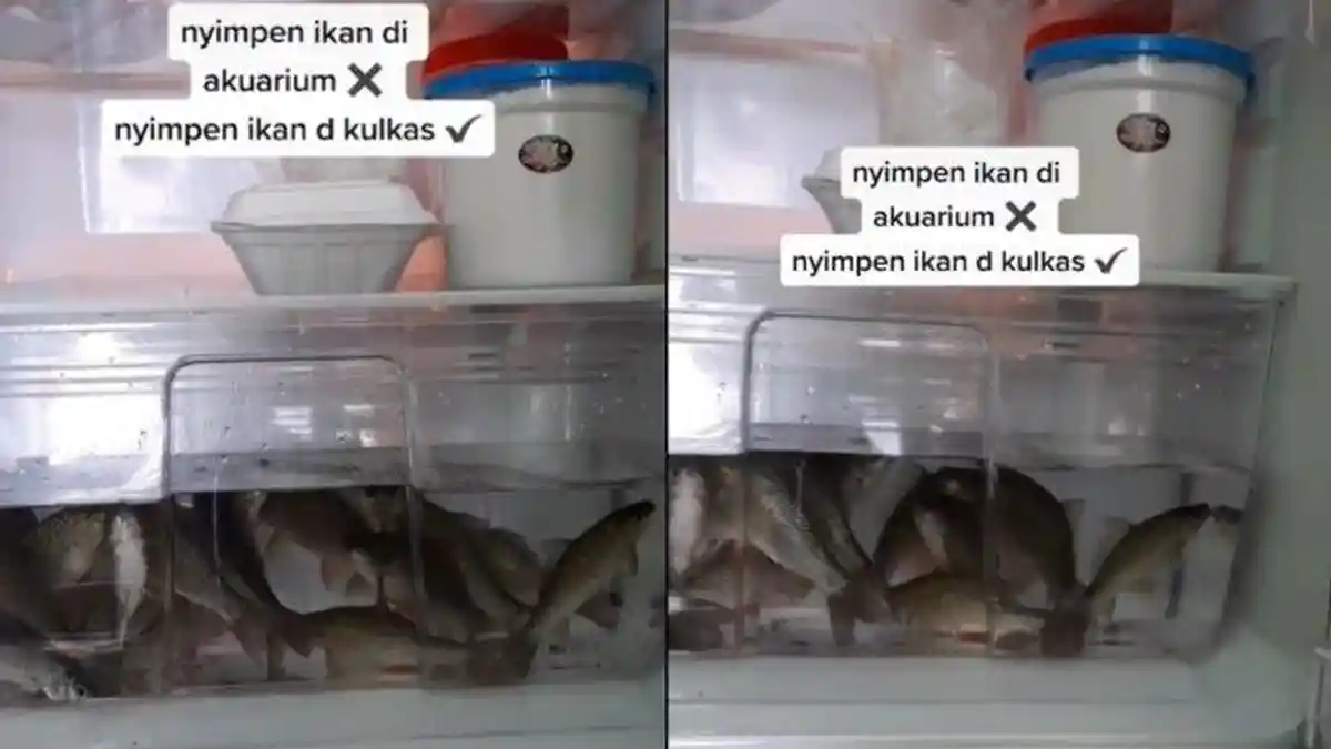 Viral Wanita Ini Pelihara Ikan Hidup di Dalam Kulkas, Ini Cerita di Baliknya