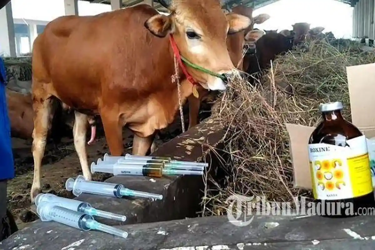 Draft Aturan Lalu Lintas Pengiriman Sapi di Tengah Wabah PMK Bocor, Ini Respon Dinas Peternakan