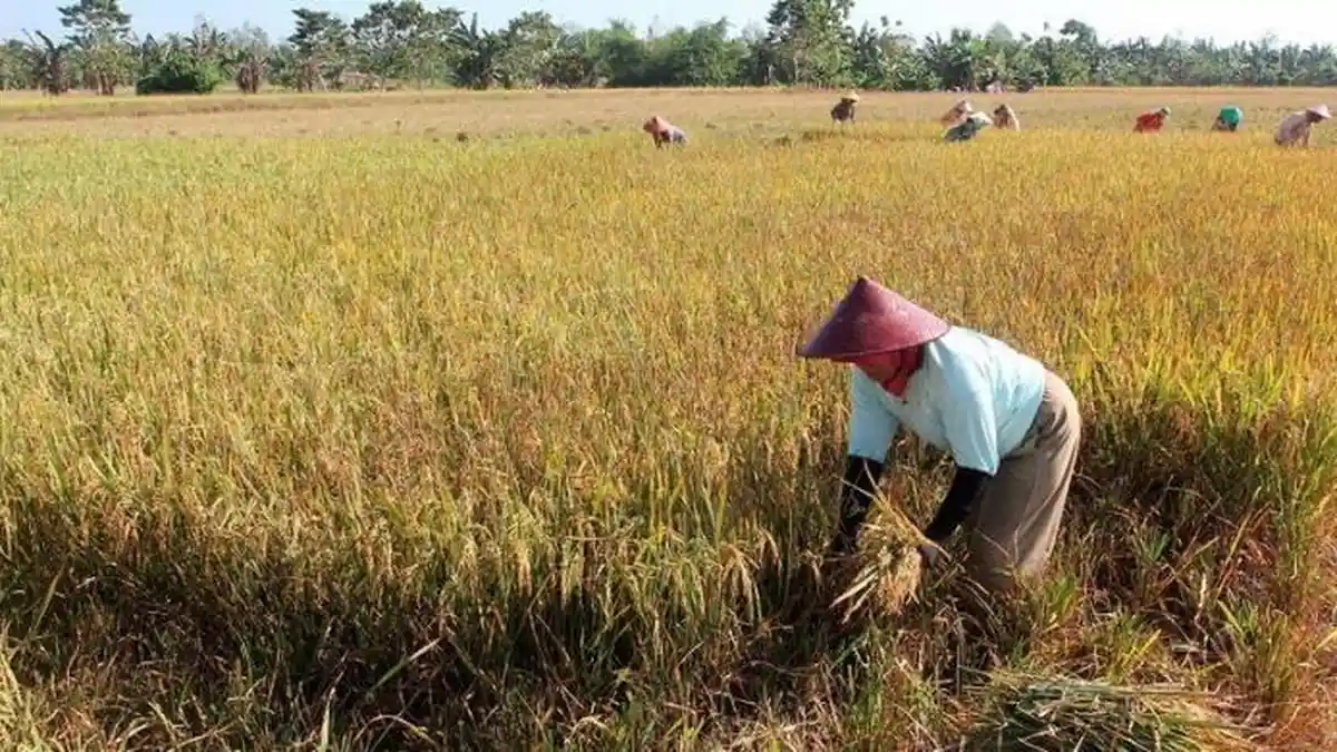 Tidak Ada Air Warga Tidak Dapat Menggarap Sawah