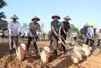 Dukung Asta Cita Presiden RI, Polres Indramayu Kolaborasi Tanam Jagung di Petak 18A RPH Cijambe