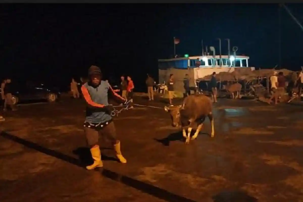 Sebanyak 115 Ekor Sapi Asal Kupang Tiba di Parepare Dinyatakan Bebas PMK