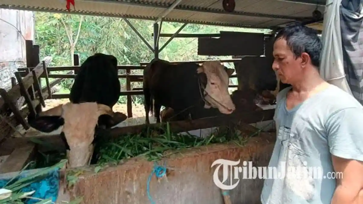 Dispangtan Kota Malang Terima 200 Dosis Vaksin PMK, 75 Dosis telah Disuntikkan ke Sapi