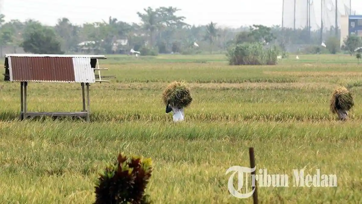 Nilai Tukar Petani Turun 2,30 Persen Pada Mei 2023, Ini Penyebabnya