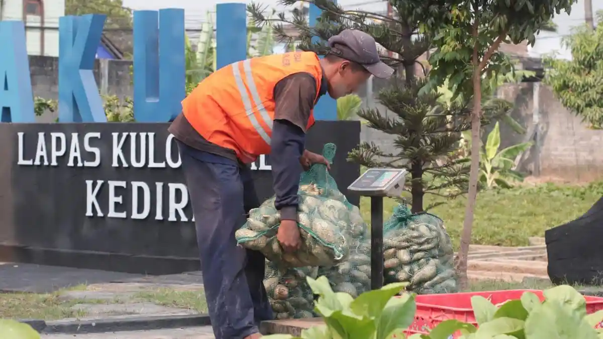 Dibekali Keterampilan Bertani, Warga Binaan Lapas Kediri Panen 120 Kg Ubi Cilembu