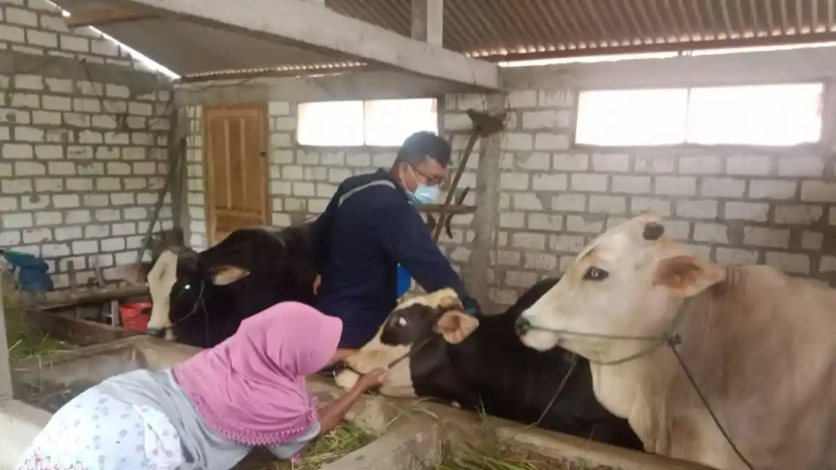 Puluhan Ternak di Pati Terjangkit LSD, Peternak Diimbau Jaga Kebersihan Kandang