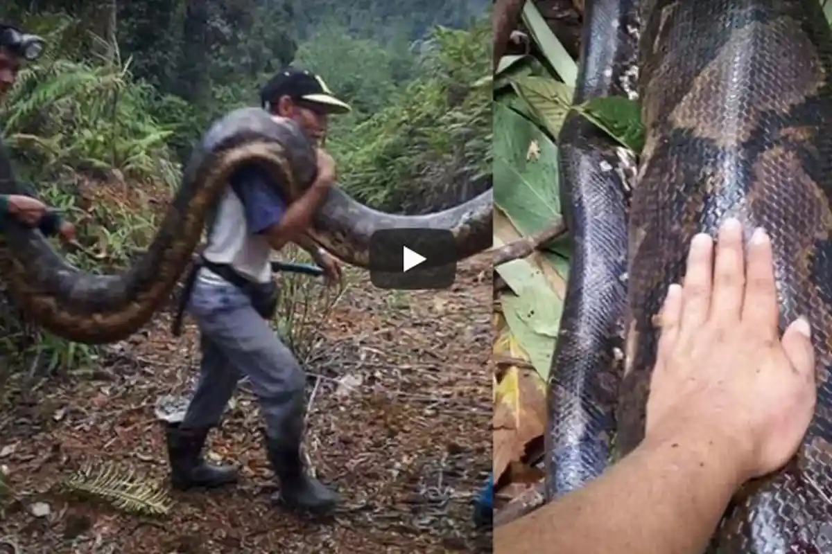 Geger Ular Putih Berukuran Manusia Dewasa, Matanya Terbelalak Lebar, Anehnya Tak Menggigit