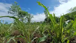 TANAMAN-JAGUNG-DI-ILE-APE.jpg