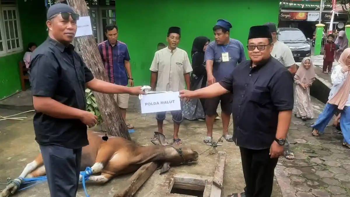 PSRS Himo Himo Ternate Maluku Utara Sembelih 3 Ekor Sapi