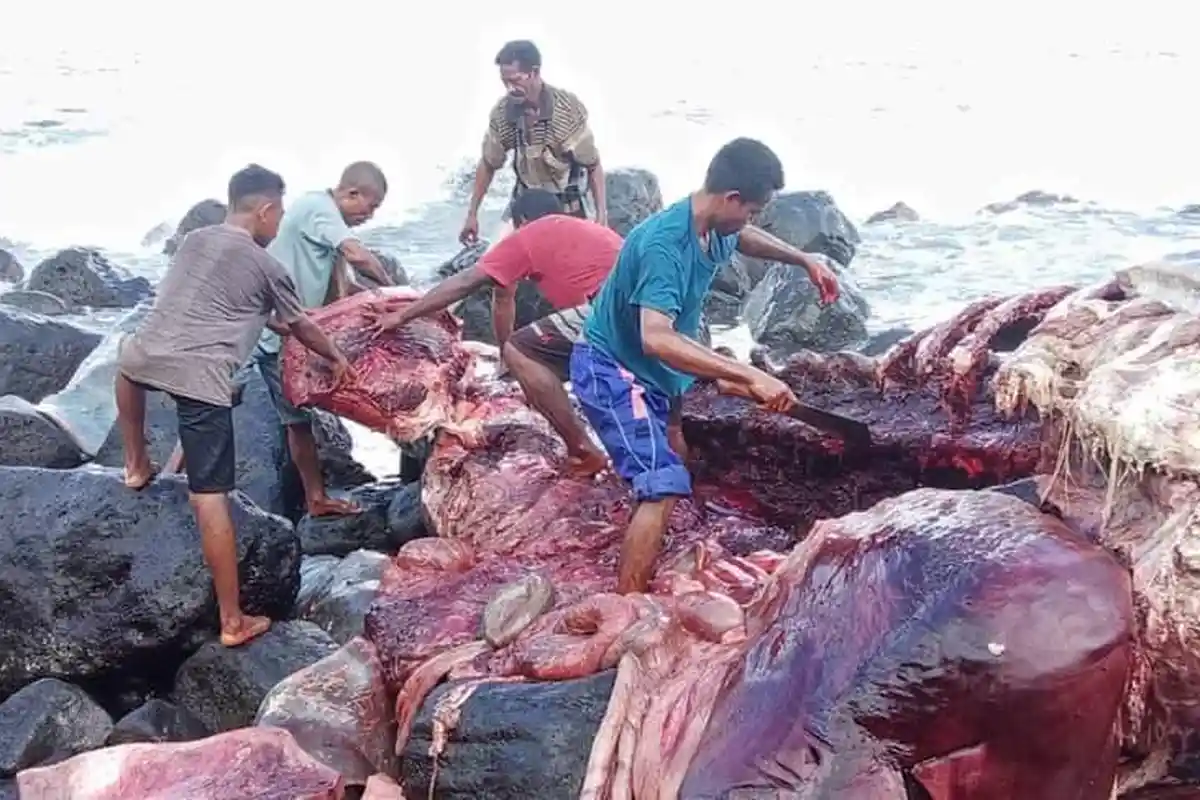 Paus Terdampar Bawa Rejeki bagi Warga Delaki Kabupaten Alor