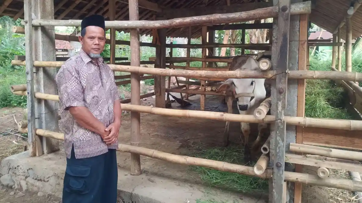 KRONOLOGI Sapi Rambon Plego Milik Warga Purworejo Hilang Dicuri