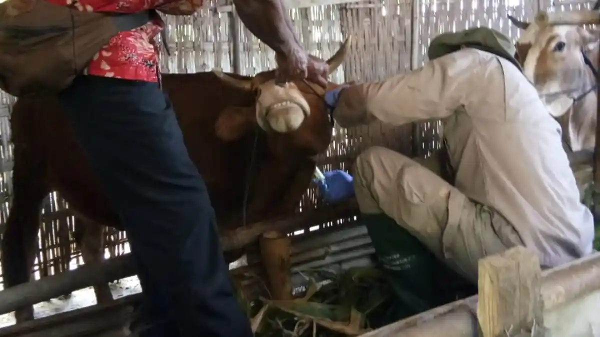 Wabah Penyakit Mulut Kuku PMK di Sragen Meluas, 261 Sapi Terinfeksi, 5 Mati!