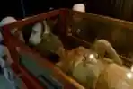 Replika Mumi Firaun Hadir di Surabaya