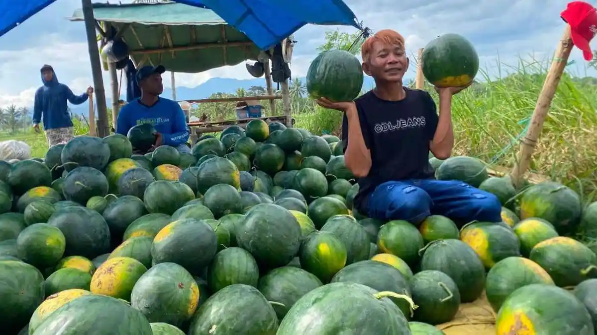 Petani di Bondowoso Panen Raya 2,5 Ton Semangka, Harga Turun Tipis Imbas Isu Aturan MBG