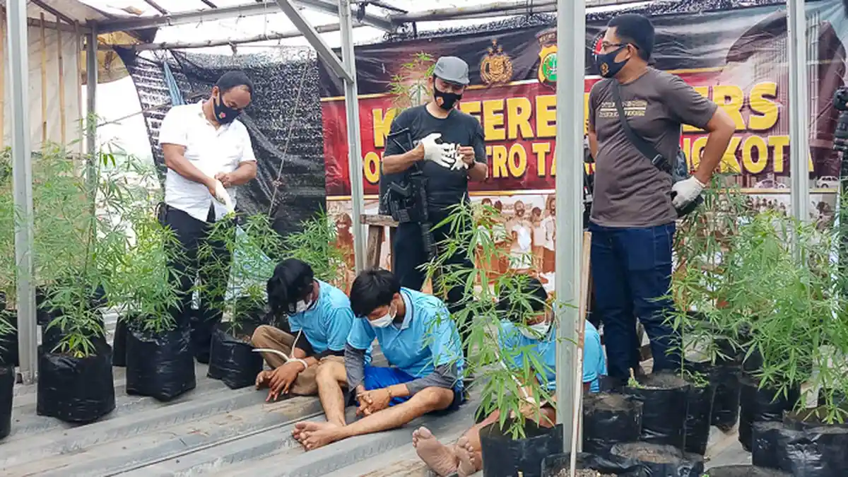 FOTO - Polisi Tangkap Petani Ganja Kelas Rumahan di Kawasan Padat Penduduk - ganja-tangerang91.jpg