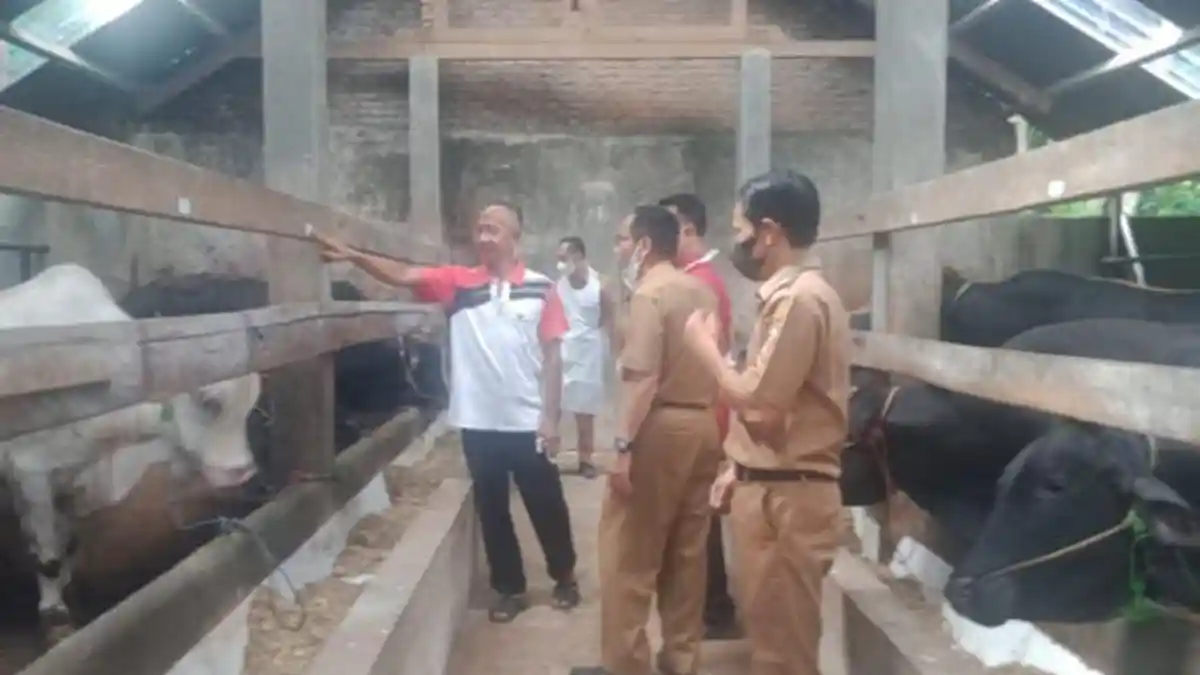 3.500 Ekor Sapi di Lampung Utara Telah Vaksinasi PMK Dosis Tiga