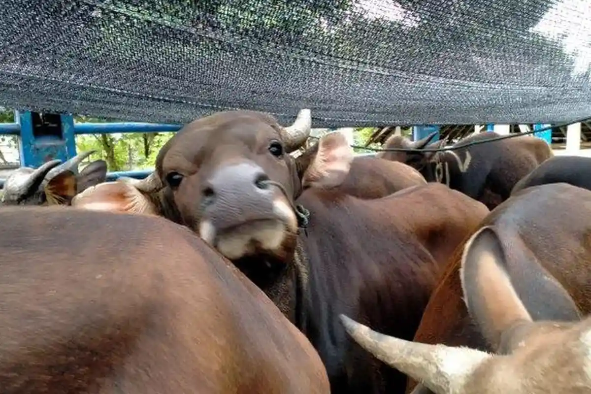 2 Desa di Buleleng Jadi Prioritas Vaksinasi PMK