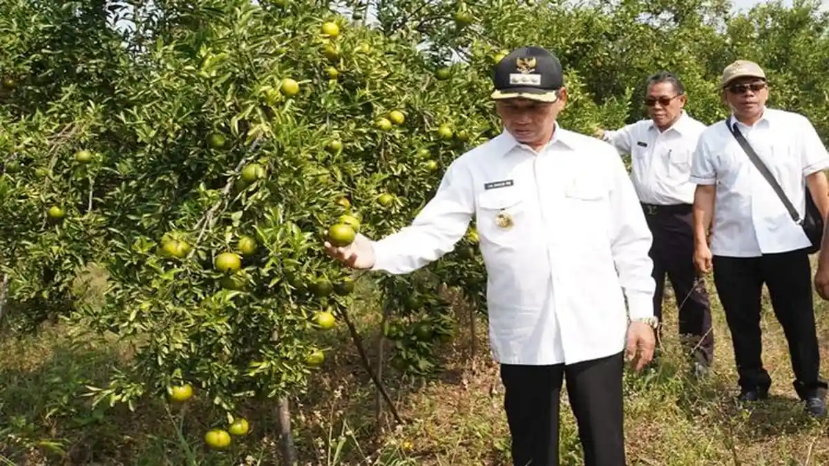 PNS di OKU Timur Ini Berhasil Kembangkan Jeruk Varietas Madu BW, Panen Hingga 100 Ton Pertahun