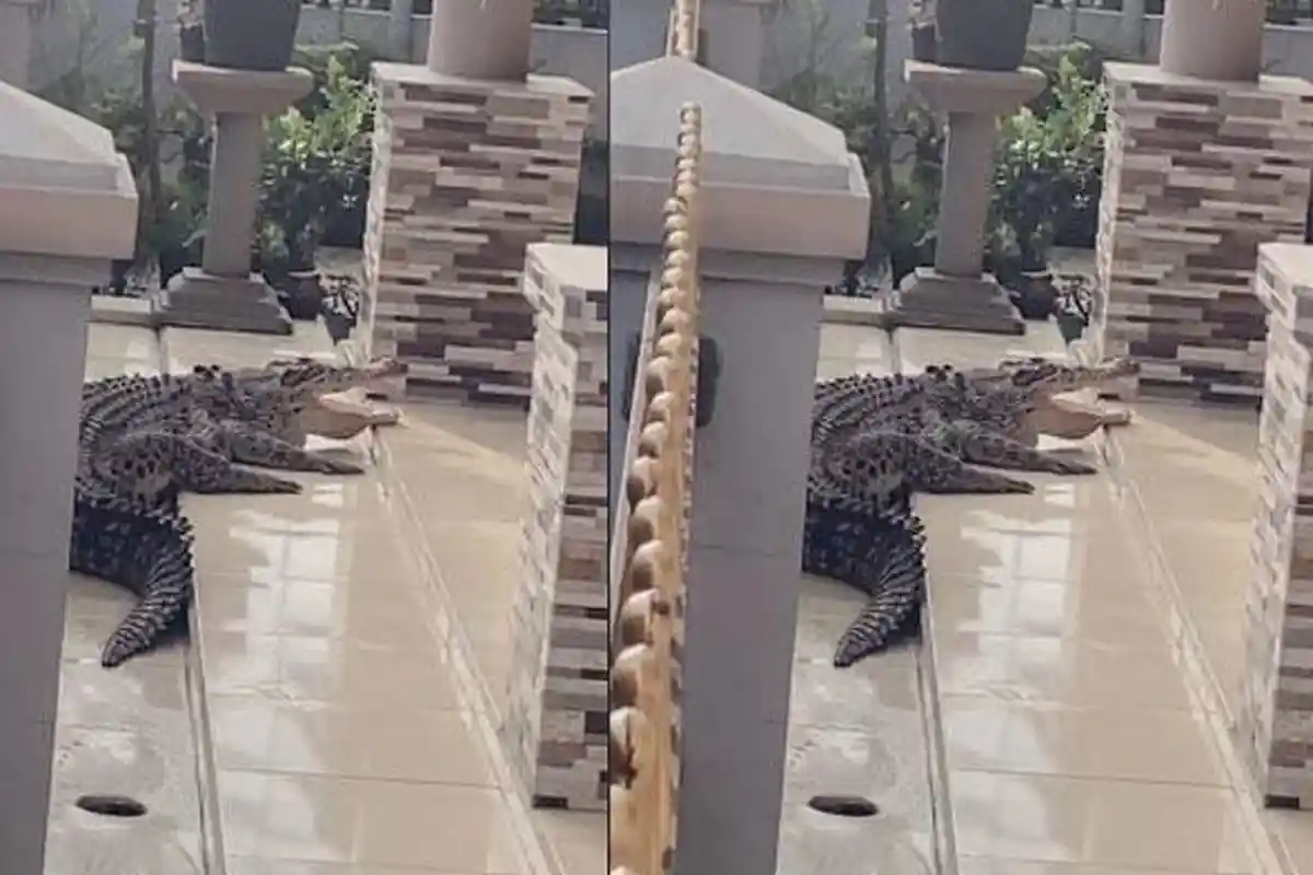 Viral Buaya 'Bertamu' ke Rumah Warga di Bandung