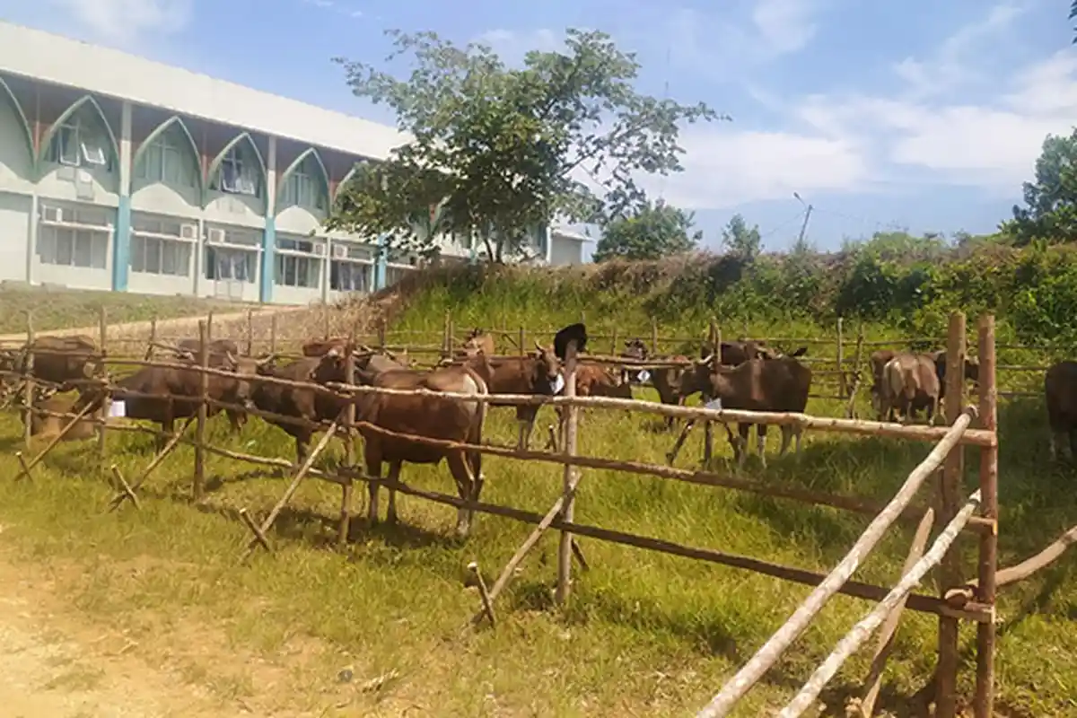 VIRAL Camat minta Kades Curi Sapi Warga yang Tak Mau Divaksin