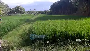 ilustrasi-sawah_20180508_170111.jpg