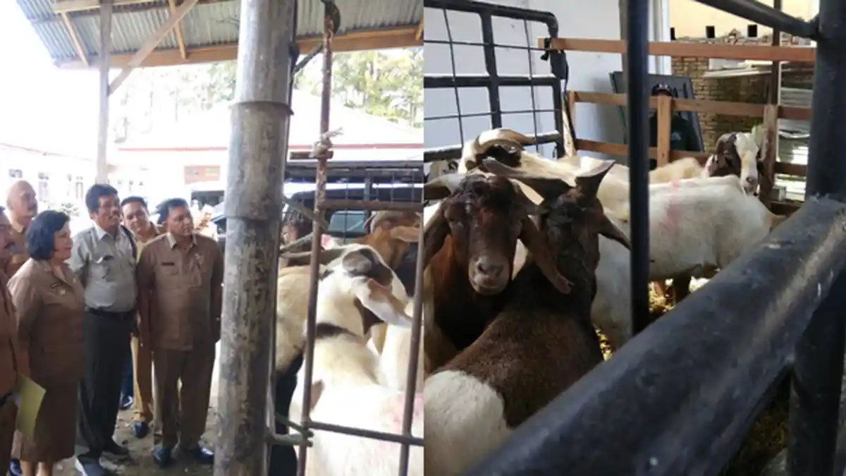 Pemkab Karo Terima 30 Ekor Bibit Kambing Unggul Persilangan Afrika Selatan dan Kambing Lokal