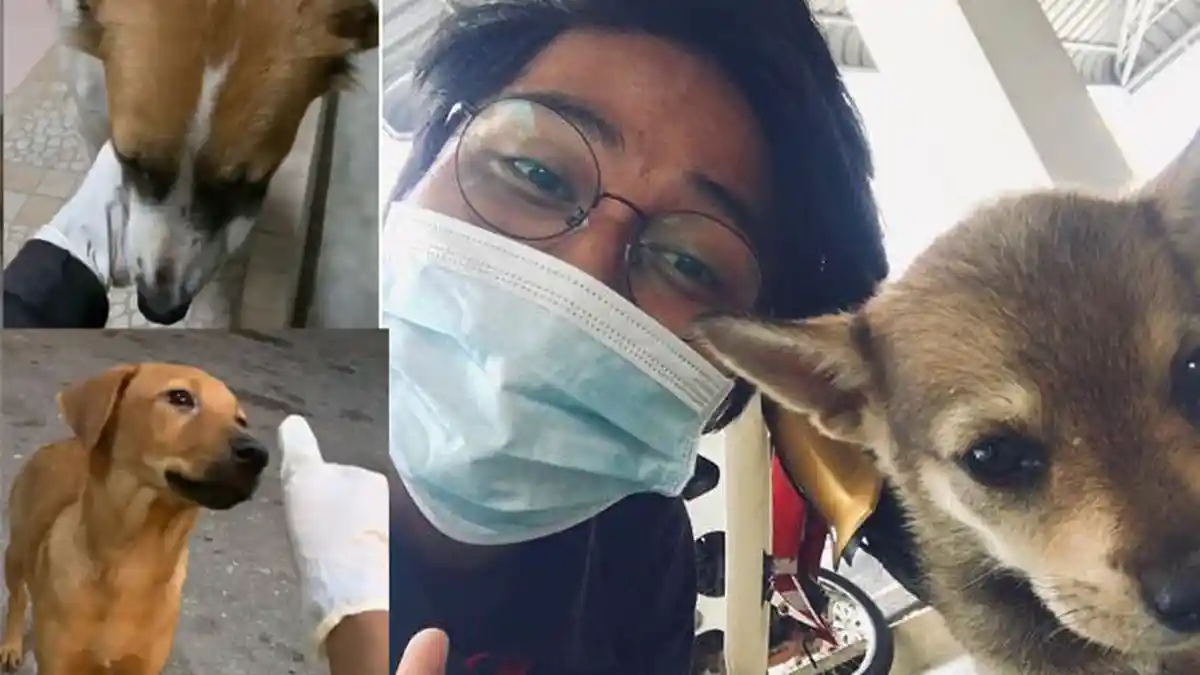 Viral Pria Muslim Dengan Anjing Liar, Awalnya Cuma Beri Makan Hingga Mengikutinya ke Tempat Kerja