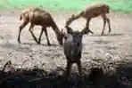 Rusa Timor