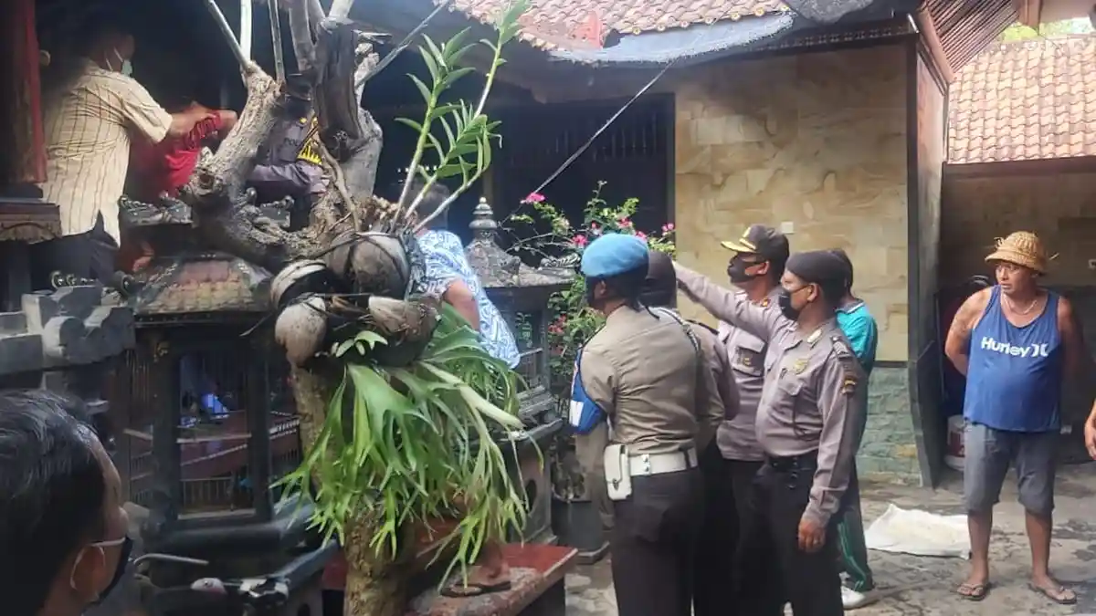 Putu SM Aniaya Adiknya Hingga Meninggal Dunia