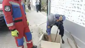 Ular-sanca-dalam-kardus.jpg